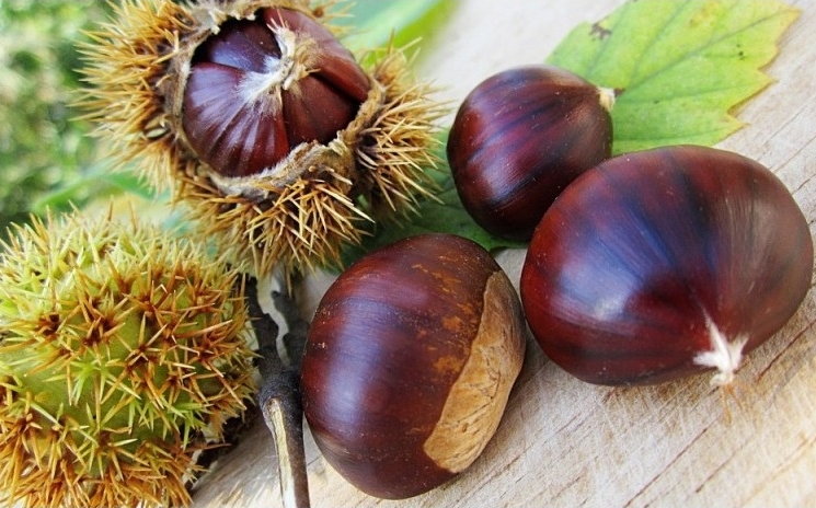 Differenza tra castagne e marroni - Fruitimprese Veneto